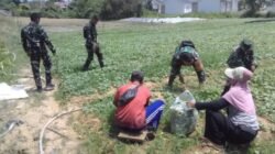 Panen Sawi Warnai TMMD ke-129 Kodim 0418/Palembang, TNI Ajak Warga Perkuat Ketahanan Pangan Lahan Sekitar