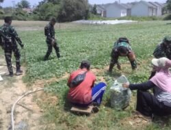 Panen Sawi Warnai TMMD ke-129 Kodim 0418/Palembang, TNI Ajak Warga Perkuat Ketahanan Pangan Lahan Sekitar