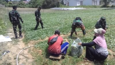 Panen Sawi Warnai TMMD ke-129 Kodim 0418/Palembang, TNI Ajak Warga Perkuat Ketahanan Pangan Lahan Sekitar