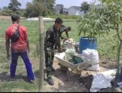 Panen Sawi di Lokasi TMMD ke-129 Kodim 0418/Palembang, TNI Dorong Warga Manfaatkan Lahan untuk Ketahanan Pangan
