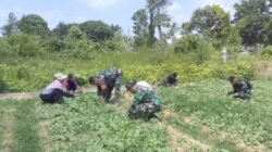 Sawi Dipanen di Lokasi TMMD Kodim 0418/Palembang, Lahan Terbatas Didorong Jadi Sumber Pangan Warga