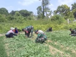 Sawi Dipanen di Lokasi TMMD Kodim 0418/Palembang, Lahan Terbatas Didorong Jadi Sumber Pangan Warga