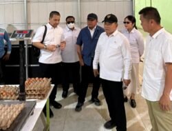 Telur Banyuasin Jadi Andalan Pasokan MBG, Produksi Capai 20 Ton per Hari