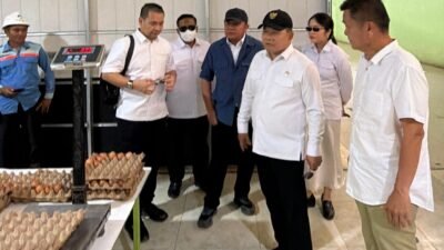 Telur Banyuasin Jadi Andalan Pasokan MBG, Produksi Capai 20 Ton per Hari