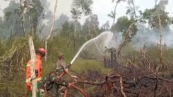 Api Berhasil Dipadamkan, Karhutla di Pulo Kerto Tak Meluas