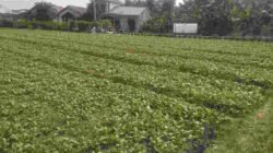 TMMD Ke-129 Perkuat Ketahanan Pangan, Satgas Kodim 0418/Palembang Rawat Kebun Sawi dan Pakcoy di Talang Jambe