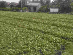 TMMD Ke-129 Perkuat Ketahanan Pangan, Satgas Kodim 0418/Palembang Rawat Kebun Sawi dan Pakcoy di Talang Jambe