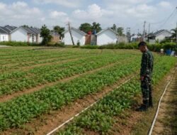 TMMD Ke-129 Jadikan Ketahanan Pangan Prioritas, Satgas Garap Lahan Produktif di Talang Jambe