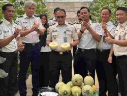 SAE Rutan Palembang Produktif, Warga Binaan Panen Melon Hasil Budidaya