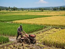 Produksi Padi Sumsel Tetap Optimis Naik, Target 4 Juta Ton Mendekati Realisasi